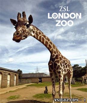 LONDON ZOO Презентація