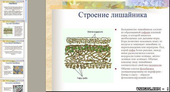 Презентація на тему "Лишайники"