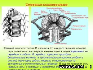 Презентація на тему - Спинний мозок
