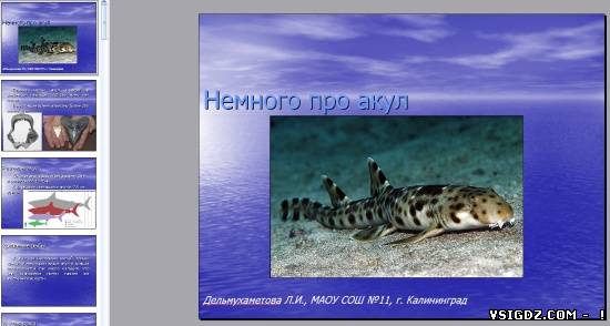 Презентація на тему "Акули"