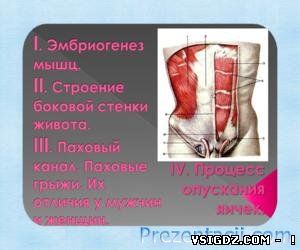 Презентація ембріогенез людини