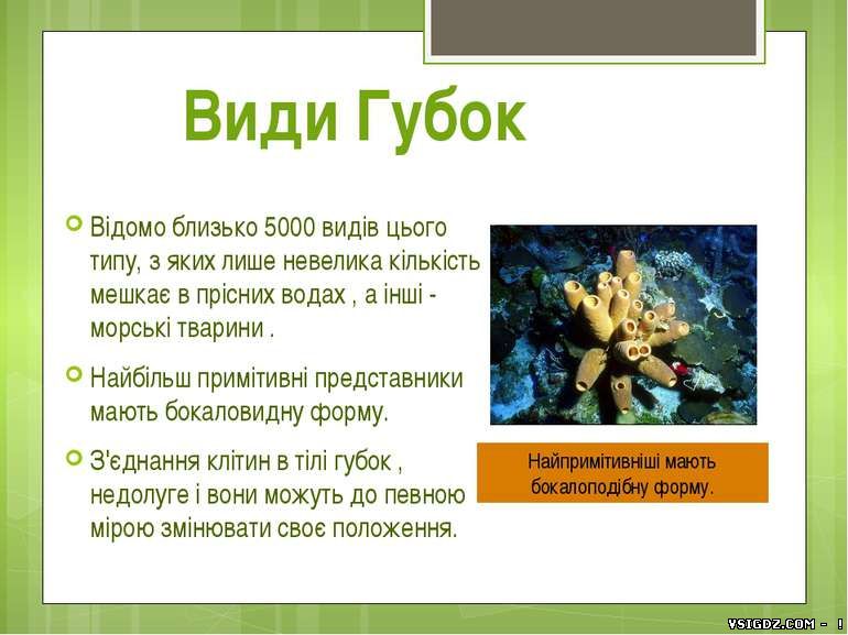 Презентація "Тип Губки"