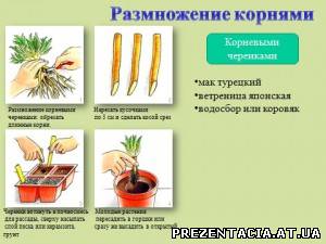 Презентація на тему - вегетативне розмноження рослин
